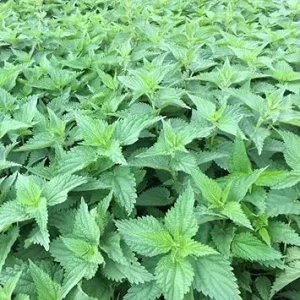 3 Stinging Nettle Live Plant Bare Roots - Herb for Planting, Full Sun - Image 1