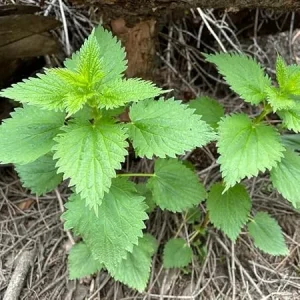 3 Stinging Nettle Live Plants – Bare Root Herb for Planting – Well-Rooted - Image 7