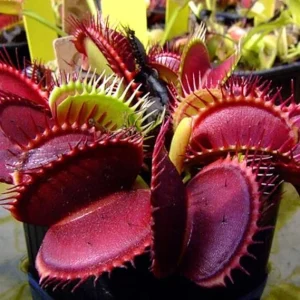3 Venus Fly Trap Starter Plants in Pot - Live Carnivorous Plant for Indoor & Outdoor - Image 4