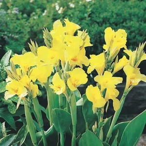 3 Yellow Canna Lily Bulbs - Perennial Flower Bulbs for Garden - Image 4