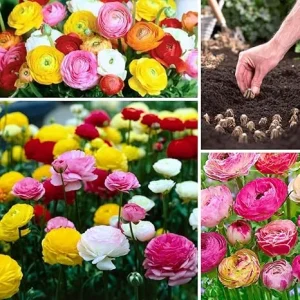 30 Mixed Ranunculus Flower Bulbs - Vibrant Colors for Garden Planting - Image 3