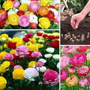 30 Mixed Ranunculus Flower Bulbs - Vibrant Colors for Garden Planting - Image 7