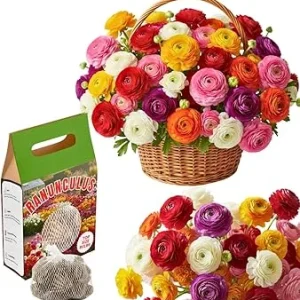 30 Multicolor Ranunculus Flower Bulbs – Easy to Grow Corms for Vibrant Blooms - Image 7