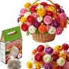 30 Multicolor Ranunculus Flower Bulbs – Easy to Grow Corms for Vibrant Blooms - Image 1