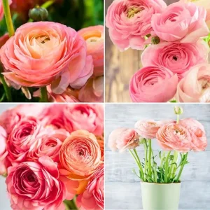 30 Pink Ranunculus Bulbs for Fall Planting - Vibrant Spring Blooms - Image 3