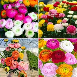 30 Ranunculus Bulbs - Mixed Colors - Fall Planting Corms for Vibrant Spring Blooms - Image 2