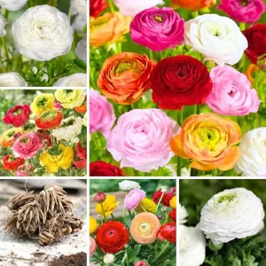 30 Ranunculus Bulbs - Mixed Colors for Spring & Fall Planting - Image 6