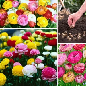 30 Ranunculus Bulbs - Multicolor Corms for Planting - Full Sun Flowers - Image 2