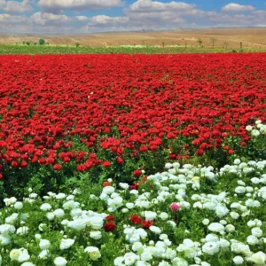 30 Ranunculus Bulbs - Multicolor Corms for Planting - Full Sun Flowers - Image 7