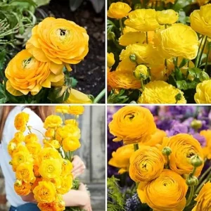 30 Ranunculus Bulbs – Yellow Corms for Spring Garden – Fall Planting - Image 7