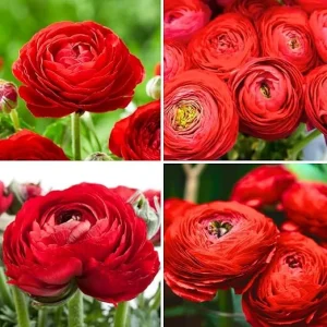 30 Red Ranunculus Bulbs for Fall Planting - Vibrant Spring Blooms - Image 7