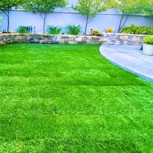 30000 Zoysia Grass Seeds for Hardy Lawn | Heat & Drought Tolerant - Image 2