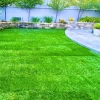 30000 Zoysia Grass Seeds for Hardy Lawn | Heat & Drought Tolerant - Image 1