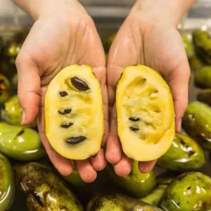 4 American Pawpaw Trees – 1 Year Old Seedling Bare Roots, 6-15 Inches Tall, Hardy Asimina Triloba for Zones 5-9 - Image 2