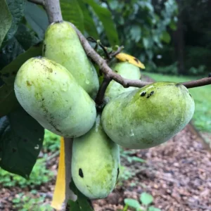 4 American Pawpaw Trees – 1 Year Old Seedling Bare Roots, 6-15 Inches Tall, Hardy Asimina Triloba for Zones 5-9 - Image 3
