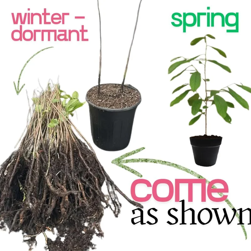 4 American Pawpaw Trees – 1 Year Old Seedling Bare Roots, 6-15 Inches Tall, Hardy Asimina Triloba for Zones 5-9 - Image 4