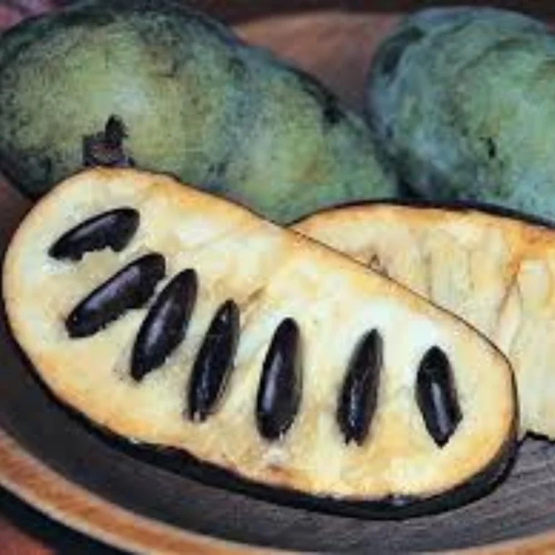 4 American Pawpaw Trees – 1 Year Old Seedling Bare Roots, 6-15 Inches Tall, Hardy Asimina Triloba for Zones 5-9 - Image 5