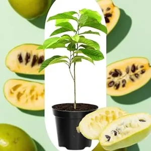 4 American Pawpaw Trees Live Plants, 1 Year Old Seedlings Bare Root, 6-15 Inches Tall, Hardy Asimina Triloba - Image 7
