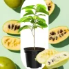 4 American Pawpaw Trees Live Plants, 1 Year Old Seedlings Bare Root, 6-15 Inches Tall, Hardy Asimina Triloba - Image 1