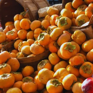 4 American Persimmon Trees Live Plants 12-24