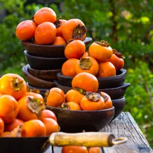 4 American Persimmon Trees Live Plants 12-24