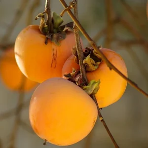 4 American Persimmon Trees Live Plants 12-24