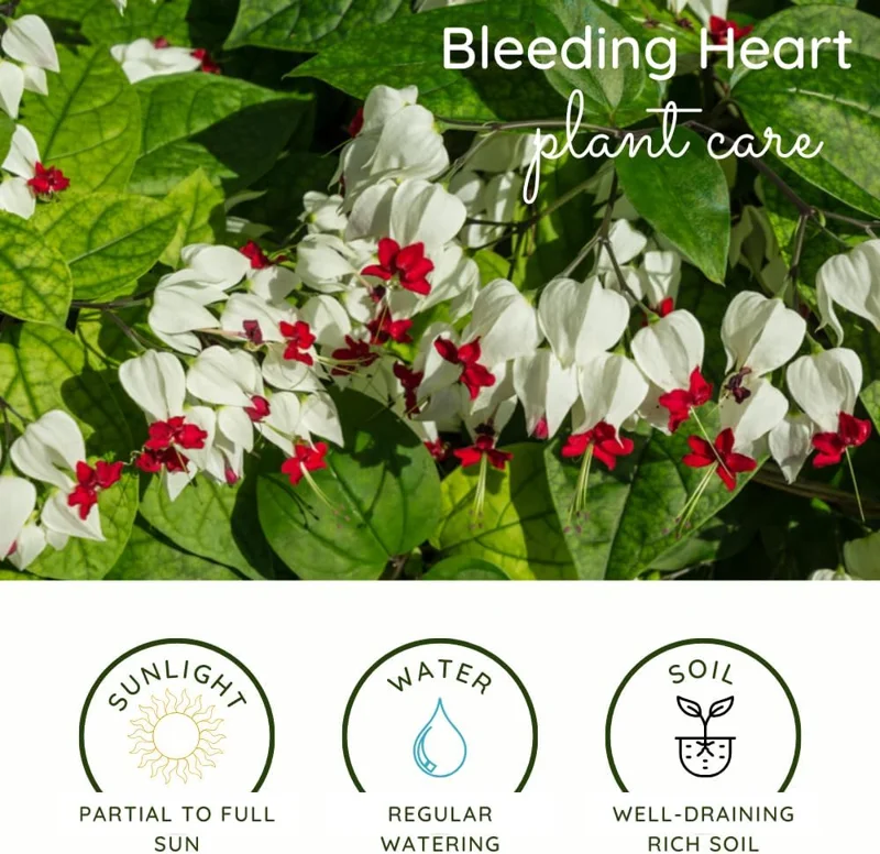 4 Assorted Bleeding Heart Live Plants 4-6 Inch Tall - Perennial Shade Flowers, Outdoor - Image 4