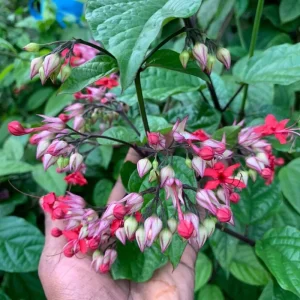 4 Assorted Bleeding Heart Live Plants 4-6 Inch Tall - Perennial Shade Flowers, Outdoor - Image 5