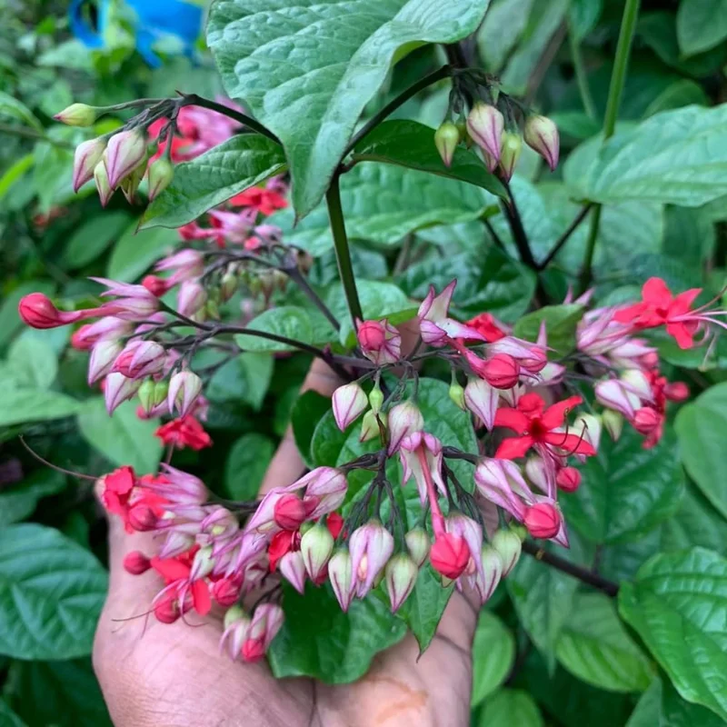 4 Assorted Bleeding Heart Live Plants 4-6 Inch Tall - Perennial Shade Flowers, Outdoor - Image 5