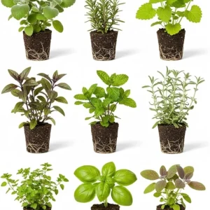 4 Assorted Herb Plants Live Collection 3-6