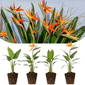 4 Bird of Paradise Live Plants – Strelitzia Reginae, 4-7 Inch Tall Tropical Flowering Plants for Indoor & Outdoor Growing - Image 3