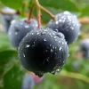4 Black Huckleberry Live Plants - 1.5" Pot - Sweet Flavor, Dormant in Winter - Image 1