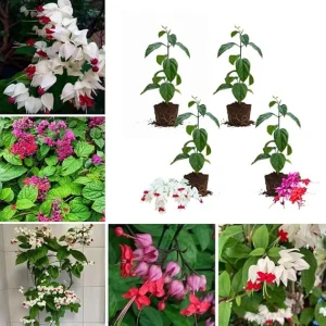 4 Bleeding Heart Live Plants, 4-7 Inch Tall, Perennial Shade Flowers, USDA Zones 3-9 - Image 6
