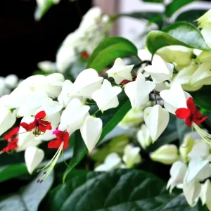 4 Bleeding Heart Live Plants – Perennial Shade Flower, 4-6 Inch Tall, Red & White Blooms - Image 7