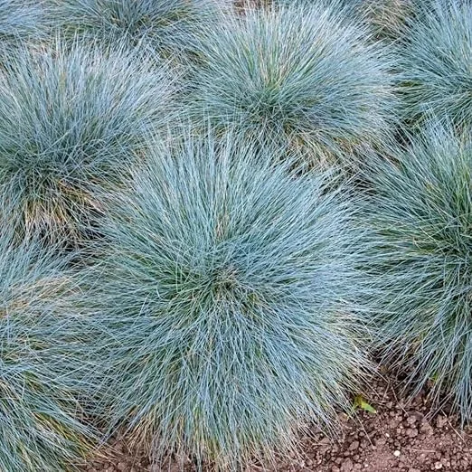 4 Blue Fescue Grass Plants, Well-Rooted, Perennial Ornamental Grass, 4-8 Inch Tall, Outdoor - Image 5