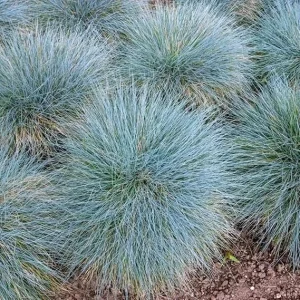 4 Blue Fescue Grass Plants, Well-Rooted, Perennial Ornamental Grass, 4-8 Inch Tall, Outdoor - Image 7