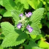 4 Catnip Live Plants 4-6" Tall - Well-Rooted Mint for Garden or Indoor Growing - Image 1