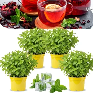 4 Chocolate Mint Plants Live - Culinary Herb for Indoor/Outdoor, Zones 3-11, 4-7