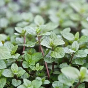 4 Chocolate Mint Plants Live - Culinary Herb for Indoor/Outdoor, Zones 3-11, 4-7