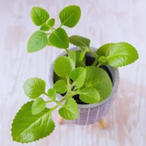 4 Cuban Oregano Live Plant - Mexican Mint, Spanish Thyme - 3 to 5 inch Tall - Image 2