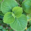4 Cuban Oregano Live Plants, 5-7" Tall - Mexican Mint Spanish Thyme, Well Rooted - Image 1