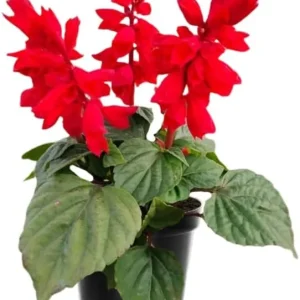 4 Dwarf Texas Salvia Sage Live Plants, 4-6