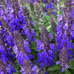 4 Dwarf Texas Salvia Sage Live Plants, 4-6