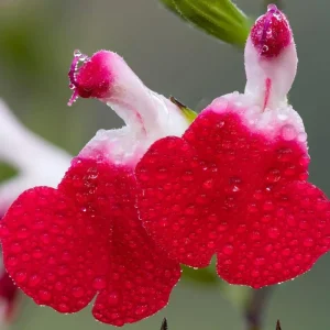 4 Dwarf Texas Salvia Sage Live Plants, 4-6