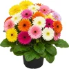 4 Gerbera Daisy Live Plants – Winter Hardy Outdoor Flowers, Ready to Bloom, 16 Inches Tall - Image 1