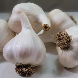 4 Heirloom Hardneck Garlic Bulbs for Planting – White Garlic Tubers for Garden - Image 6