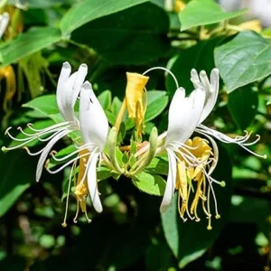 4 Honeysuckle Live Plants - 8-12 Inch Dormant Bare Root Fragrant Yellow White Bush, Outdoor - Image 3