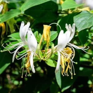 4 Honeysuckle Live Plants - 8-12 Inch Dormant Bare Root Fragrant Yellow White Bush, Outdoor - Image 6