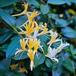 4 Honeysuckle Plants Live, 8-12 Inch Bare Root, Fragrant Yellow White Flowers, Outdoor - Image 5