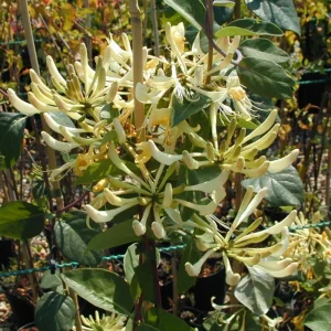 4 Honeysuckle Plants Live, 8-12 Inch Bare Root, Fragrant Yellow White Flowers, Outdoor - Image 6